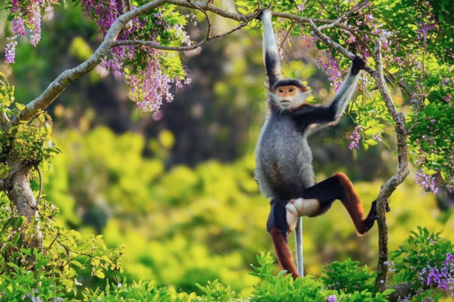 Monkey mountain